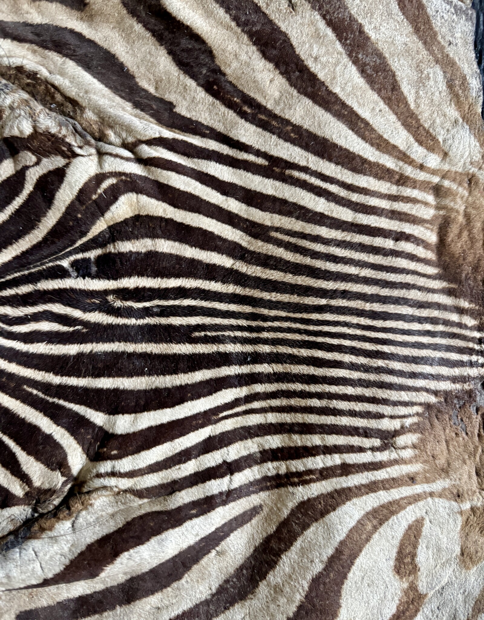 Real zebra skin remnant for further processing perfect for US import R081