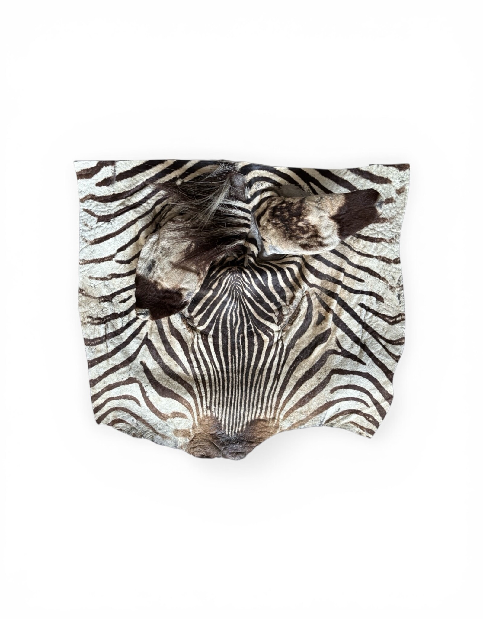 Echtes Zebrafell Reststück zur Weiterverarbeitung    R081