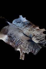 The most beautiful and largest wildebeest hide of them all!