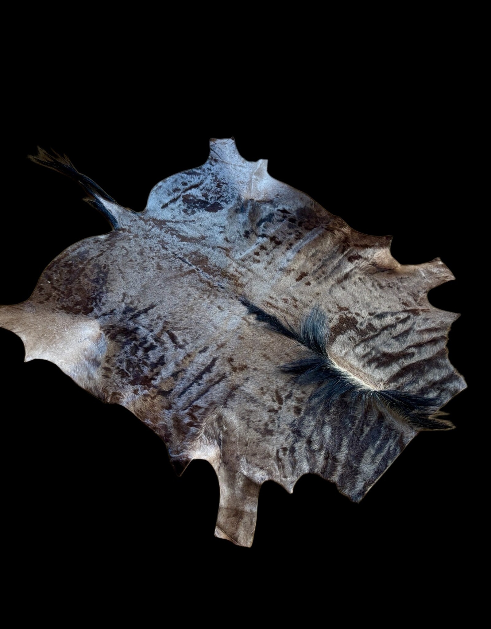 The most beautiful and largest wildebeest hide of them all!