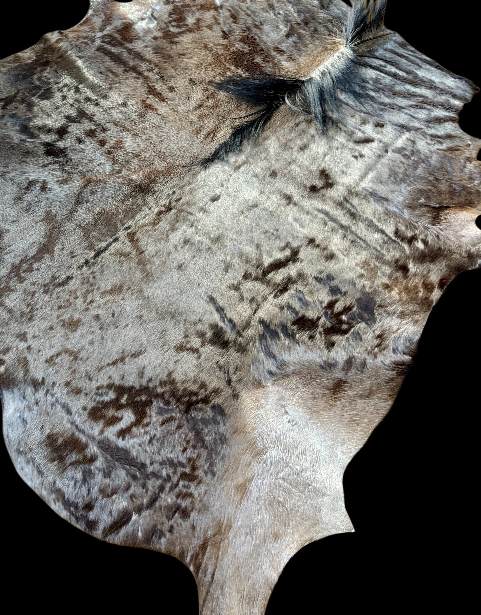 The most beautiful and largest wildebeest hide of them all!