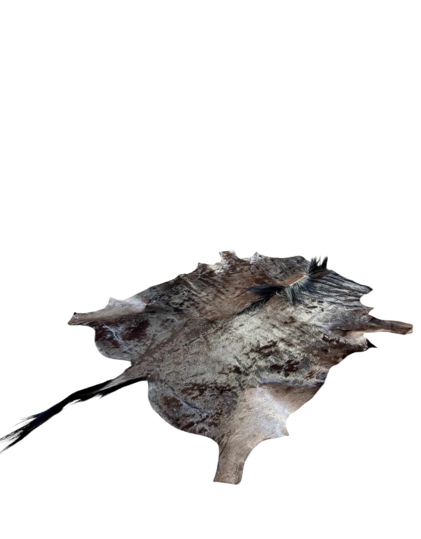 The most beautiful and largest wildebeest hide of them all!