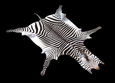 Zebra Skin Hide Rugs