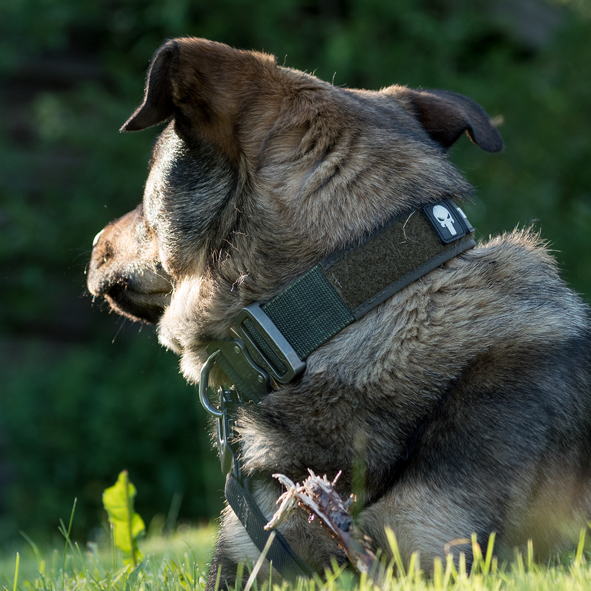 K9 Thorn Cobra Alpha Dog Collar