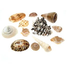 SEAURCO Assorted Small Shells X100