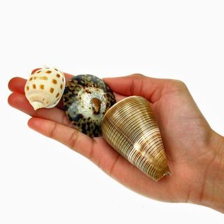 SEAURCO Assorted Small Shells X100