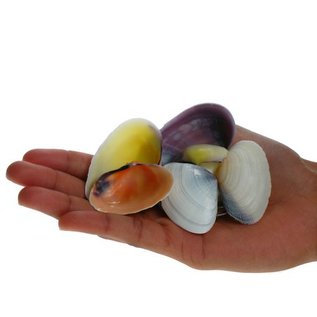 SEAURCO Sanguin Clams