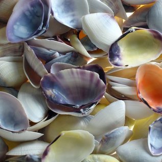 SEAURCO Sanguin Clams