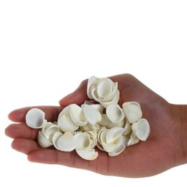 SEAURCO Whiterose Cockles