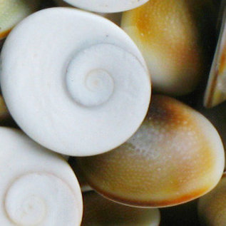 SEAURCO Red cats Eyes