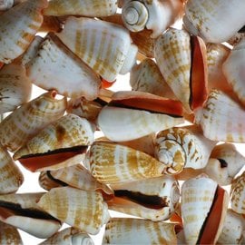 SEAURCO Blood Mouth Conch