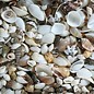 SEAURCO Assorted Craft Shells (up to 3cm)