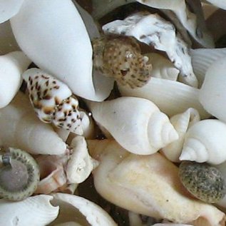 SEAURCO Assorted Craft Shells (up to 3cm)