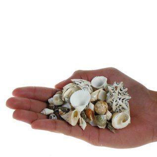 SEAURCO Assorted Craft Shells (up to 3cm)