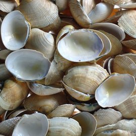 SEAURCO Yellow Clams