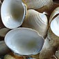 SEAURCO Yellow Clams