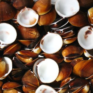 SEAURCO Assorted Brown Dog Cockles