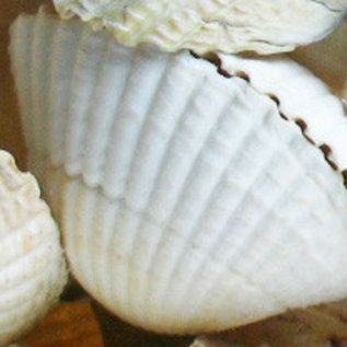 SEAURCO English Cockles