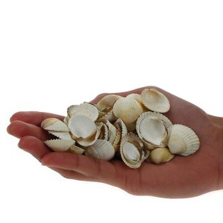 SEAURCO English Cockles