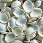 SEAURCO Wedgewood Clams