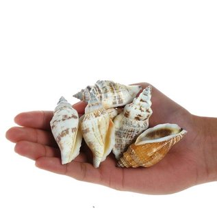 SEAURCO Large Bear Conch