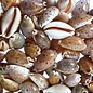 SEAURCO Assorted Lynx Cowries