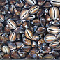 SEAURCO Assorted Snakeshead Cowries