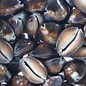 SEAURCO Assorted Snakeshead Cowries