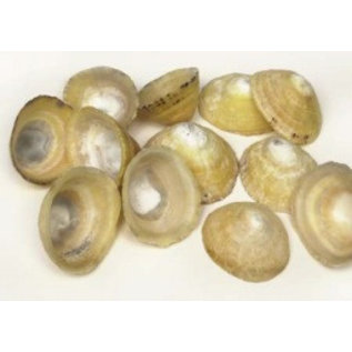 SEAURCO English Limpets