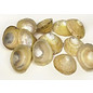 SEAURCO English Limpets