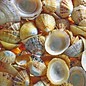 SEAURCO English Limpets