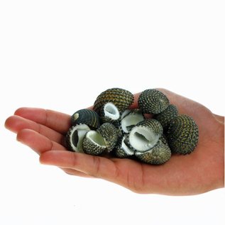 SEAURCO Assorted Exuvia Nerita