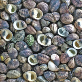 SEAURCO Assorted Exuvia Nerita