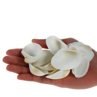 SEAURCO Assorted White Litob Cockles