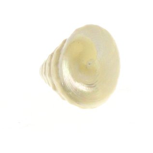 SEAURCO Pearlised Mini Trocus