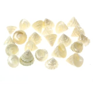 SEAURCO Pearlised Mini Trocus