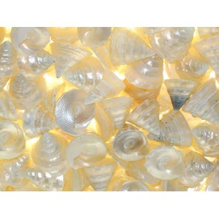 SEAURCO Pearlised Mini Trocus