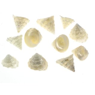 SEAURCO Pearlised Mini Trocus