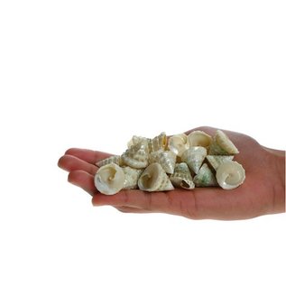 SEAURCO Pearlised Mini Trocus