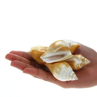 SEAURCO Canary Conch