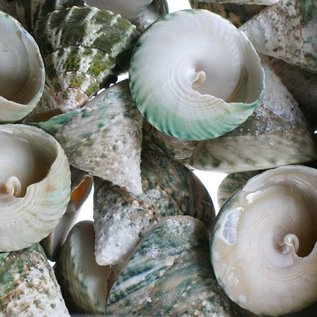 SEAURCO Green Trocus