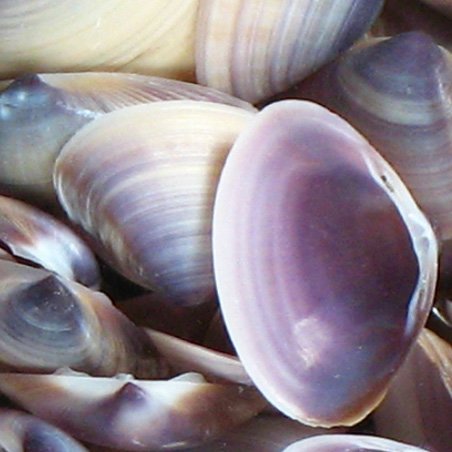 Purple Clams