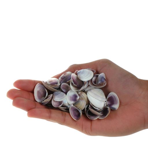Purple Baby Clams-0.50.75purple Clam Shells-purple Seashells