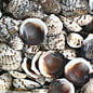 SEAURCO Tiger Cockles