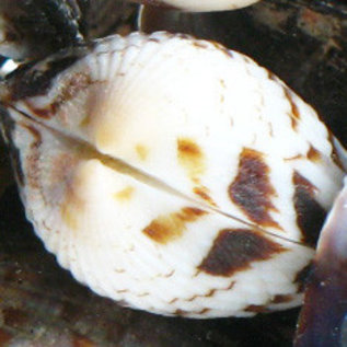 SEAURCO Tiger Cockles