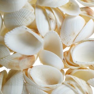 SEAURCO Assorted White Batoytoy Cockle