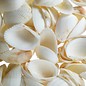 SEAURCO Assorted White Batoytoy Cockle