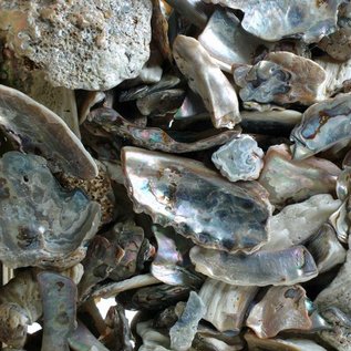 SEAURCO Assorted Abalone Pieces