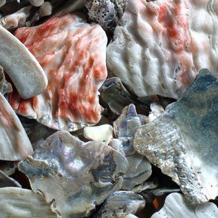 SEAURCO Tumbled Abalone Pieces
