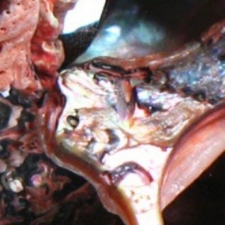 SEAURCO Abalone Polished Offcuts - Peach
